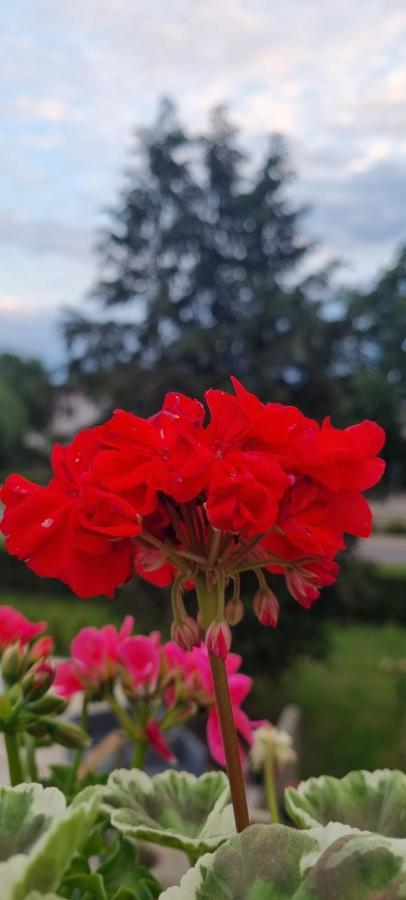 Villa Elme Växjö Buitenkant foto